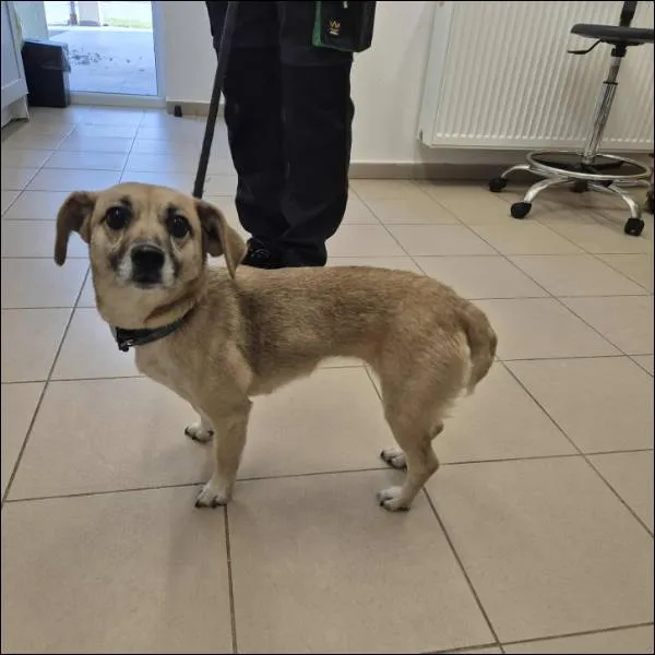 Znaleziono psa, Grudziądz, 31 października 2025