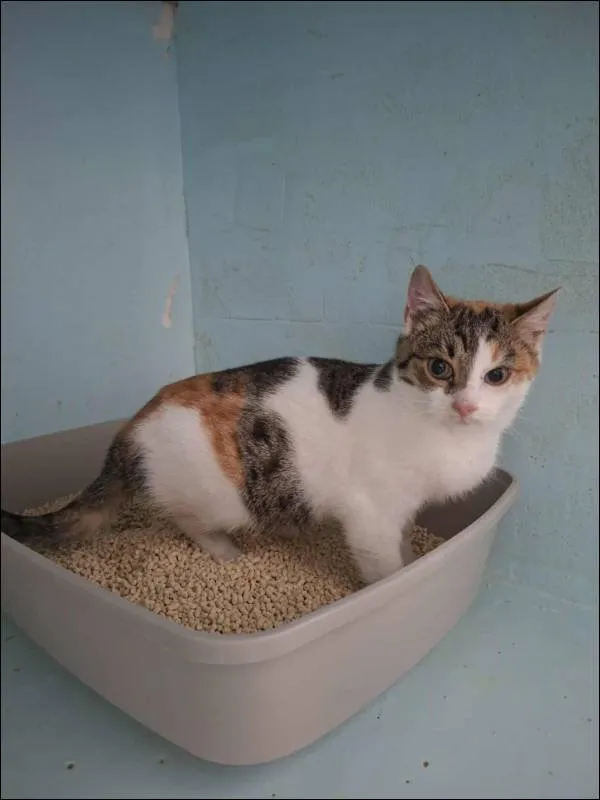 Znaleziono kota, Grudziądz, 31 października 2025