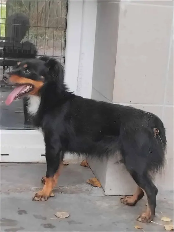 Znaleziono psa, Grudziądz, 31 października 2025