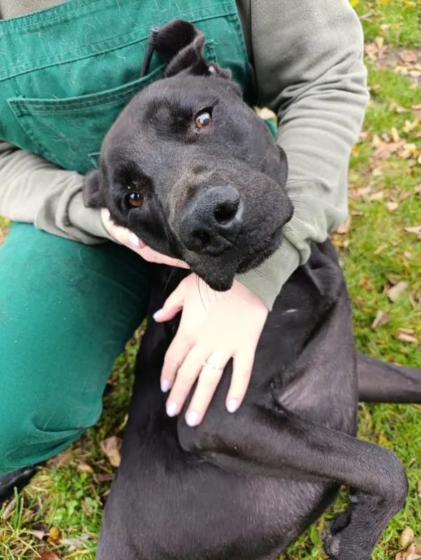 Pies do adopcji, Bełchatów, 5 lipca 2025 (1/5)