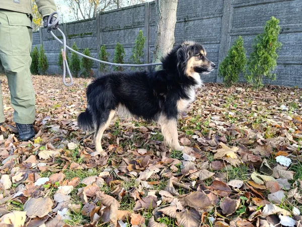 Pies do adopcji, Bełchatów, 13 lipca 2025 (2/5)