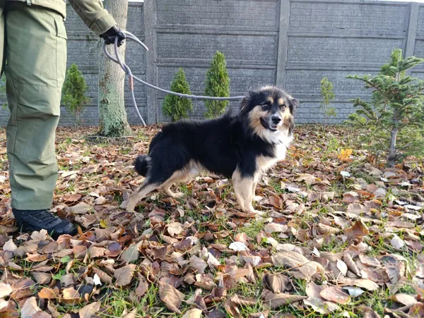 Pies do adopcji, Bełchatów, 13 lipca 2025 (4/5)