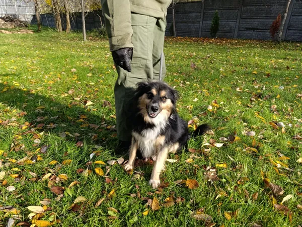 Pies do adopcji, Bełchatów, 13 lipca 2025 (5/5)