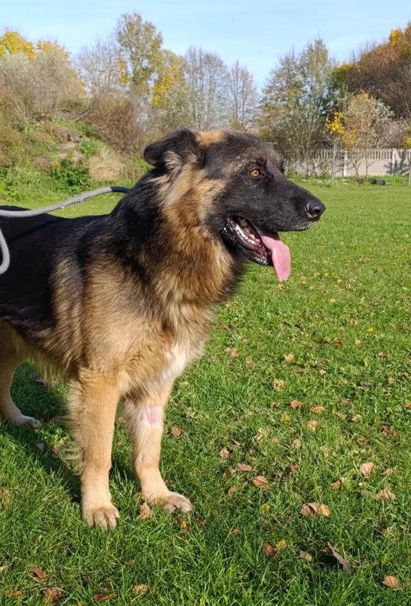 Pies do adopcji, Bełchatów, 16 września 2025 (2/5)