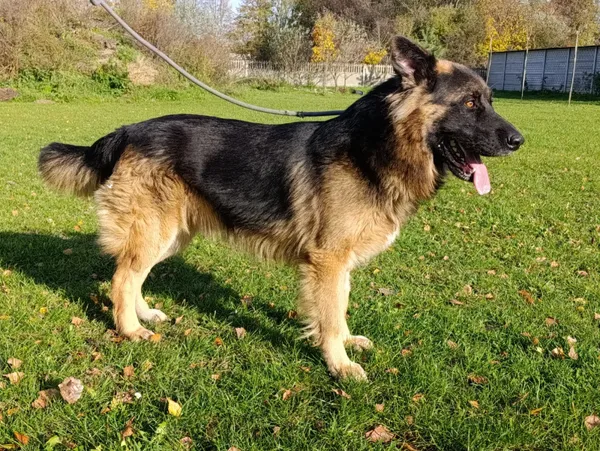 Pies do adopcji, Bełchatów, 16 września 2025 (3/5)