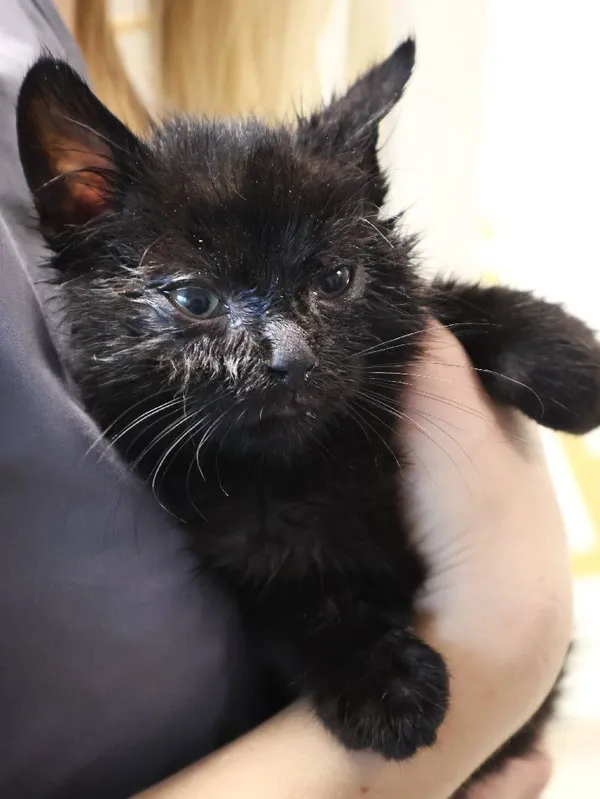 Znaleziono kota, Łódź, 30 października 2025 (3/3)