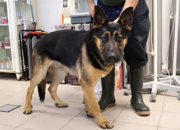 Znaleziono psa, Łódź, 1 listopada 2025 (3/4)