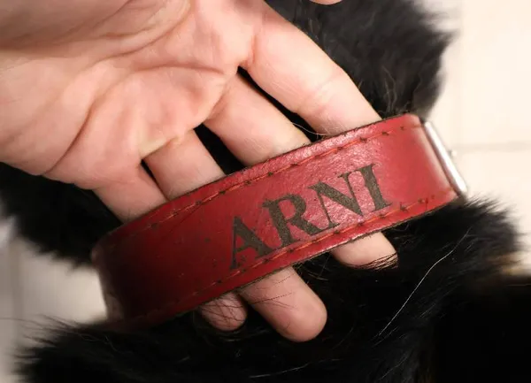 Znaleziono psa, Łódź, 1 listopada 2025 (4/4)