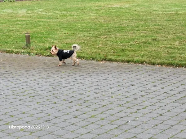 Znaleziono psa, Łódź, 1 listopada 2025