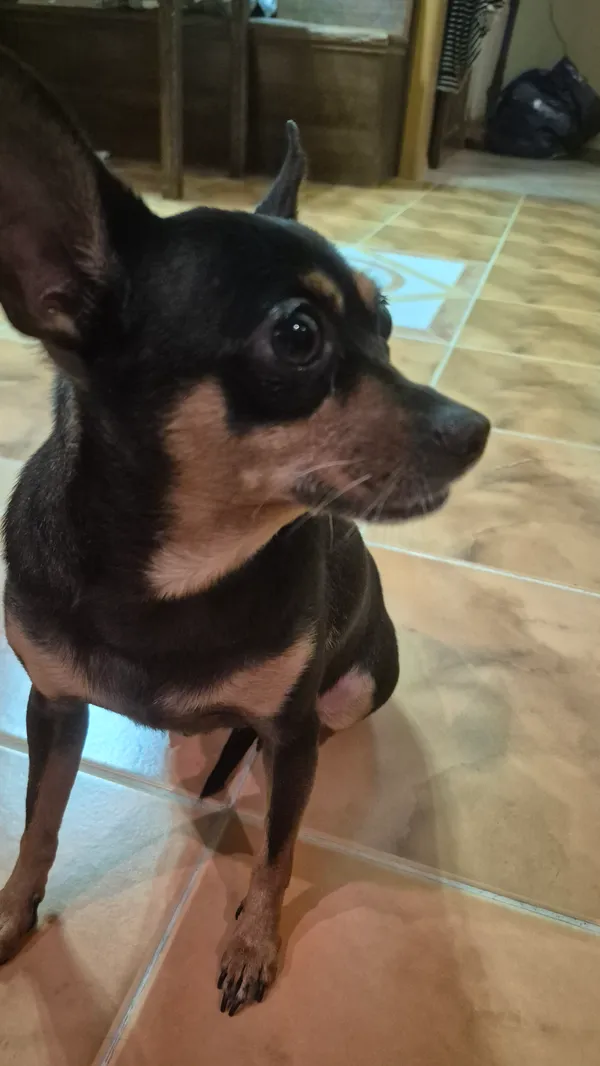 Zaginął pies, Brok, 2 listopada 2025 (2/2)