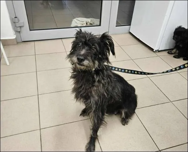 Znaleziono psa, Grudziądz, 1 listopada 2025