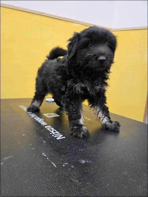 Znaleziono psa, Grudziądz, 1 listopada 2025