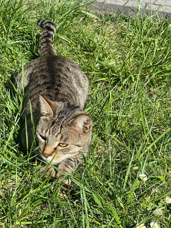 Zaginął kot, Łódź, 31 października 2025