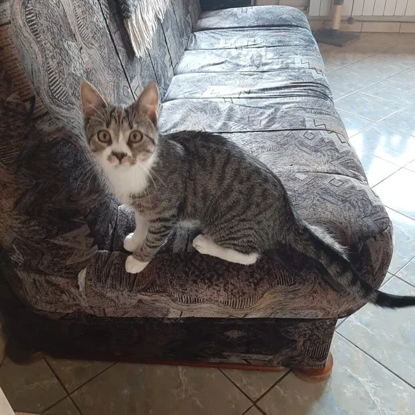 Kot do adopcji, Radom, 2 listopada 2025 (3/3)