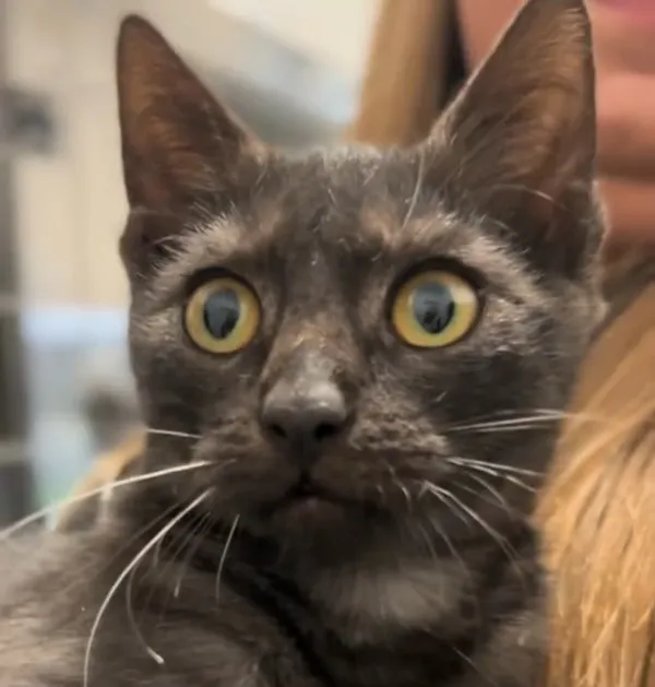 Kot do adopcji, Radom, 2 listopada 2025