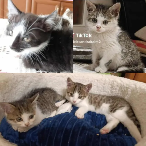 Kot do adopcji, Radom, 2 listopada 2025