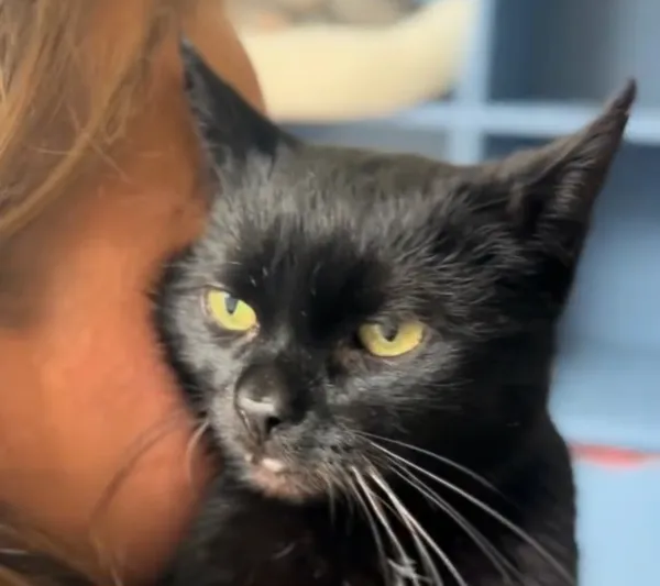 Kot do adopcji, Radom, 8 listopada 2025