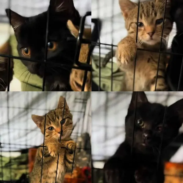 Kot do adopcji, Radom, 6 grudnia 2025