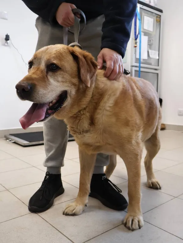 Znaleziono psa, Łódź, 2 listopada 2025 (2/2)