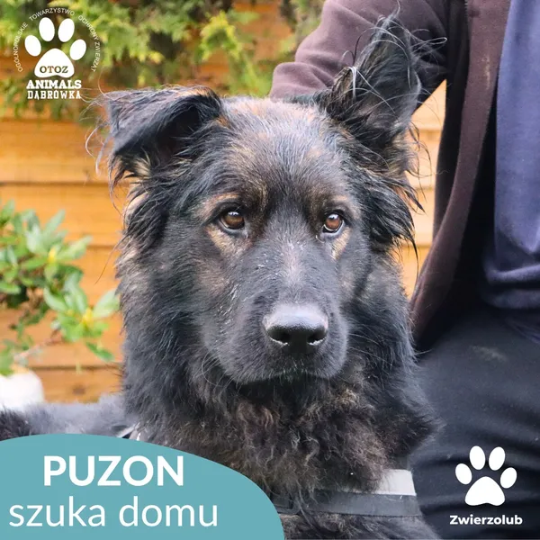 Pies do adopcji, Dąbrówka, 1 listopada 2025 (1/4)