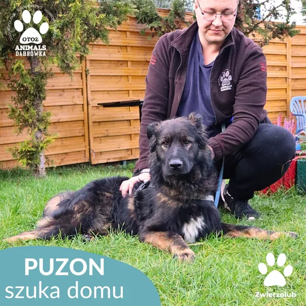 Pies do adopcji, Dąbrówka, 1 listopada 2025 (2/4)