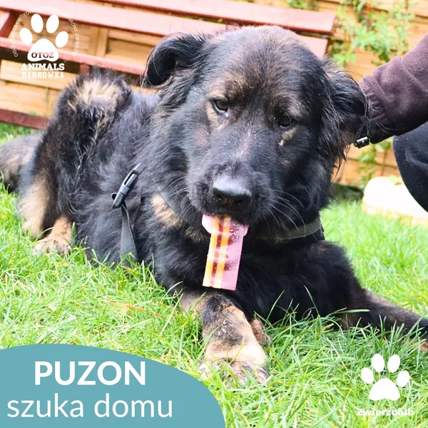 Pies do adopcji, Dąbrówka, 1 listopada 2025 (3/4)