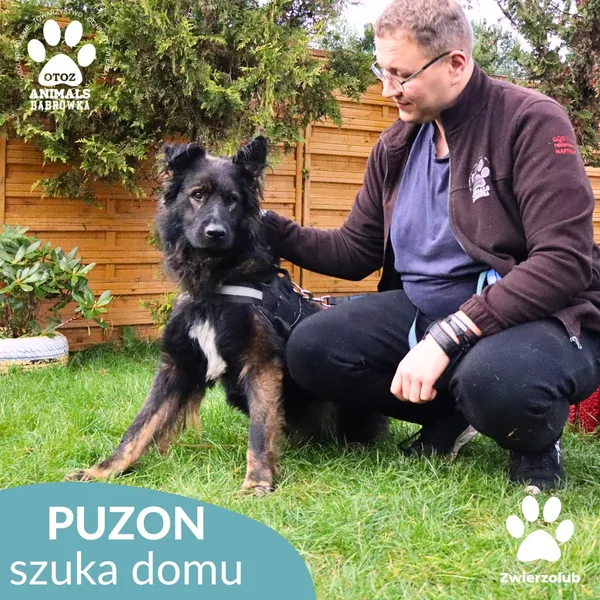 Pies do adopcji, Dąbrówka, 1 listopada 2025 (4/4)