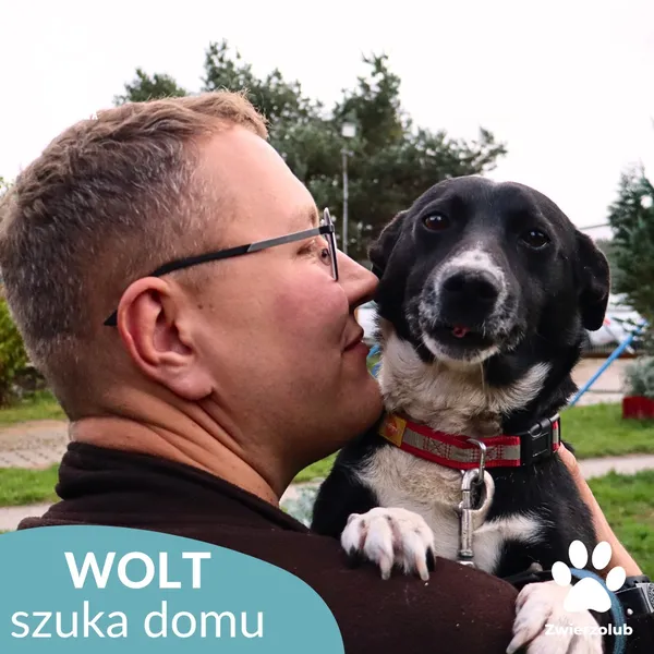 Pies do adopcji, Dąbrówka, 1 listopada 2025 (4/4)