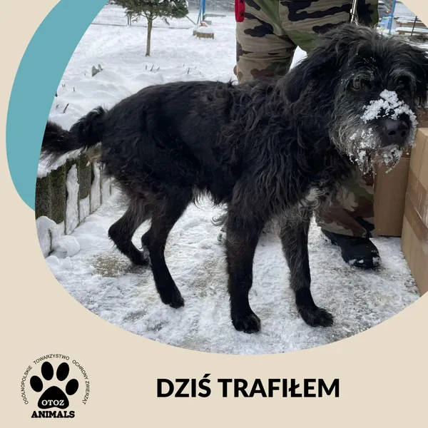 Znaleziono psa, Dąbrówka, 2 stycznia 2025