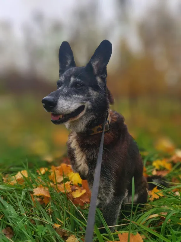 Oddam psa, Gdańsk, Niedźwiednik, 3 listopada 2025 (1/4)