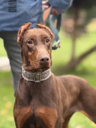 Pies do adopcji, Kraków, 19 października 2025 (1/4)