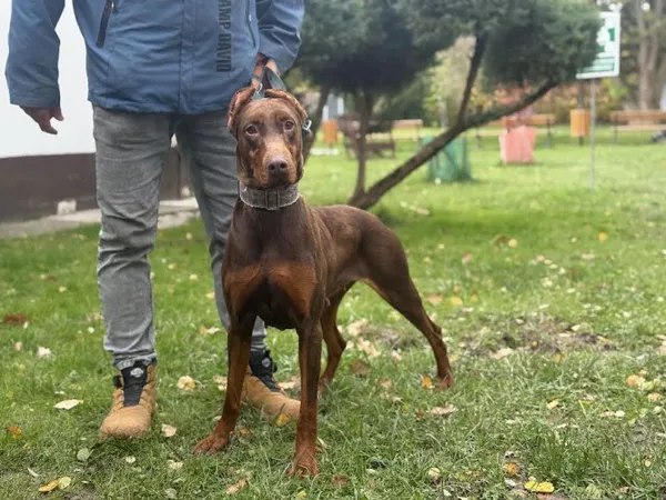 Pies do adopcji, Kraków, 19 października 2025 (2/4)