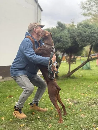 Pies do adopcji, Kraków, 19 października 2025 (4/4)