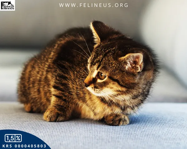 Kot do adopcji, Rzeszów, 3 listopada 2025 (2/4)