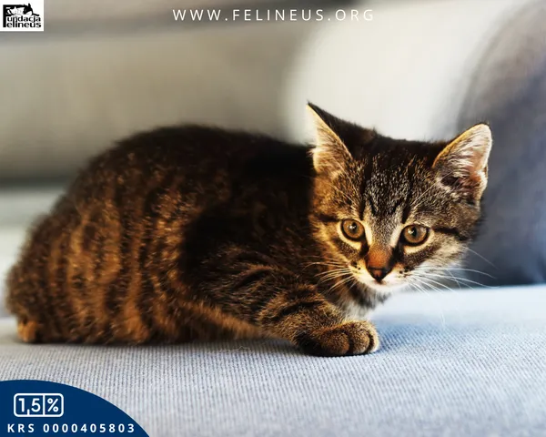 Kot do adopcji, Rzeszów, 3 listopada 2025 (3/4)