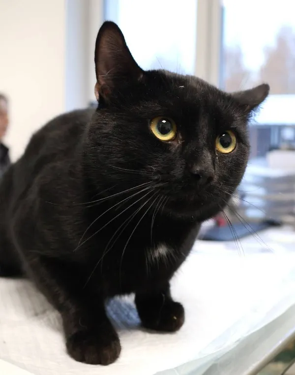 Znaleziono kota, Łódź, 3 listopada 2025 (1/3)