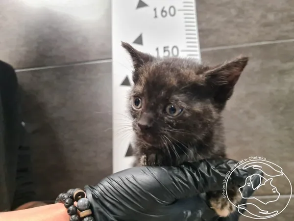 Kot do adopcji, Chełmek, 17 października 2025