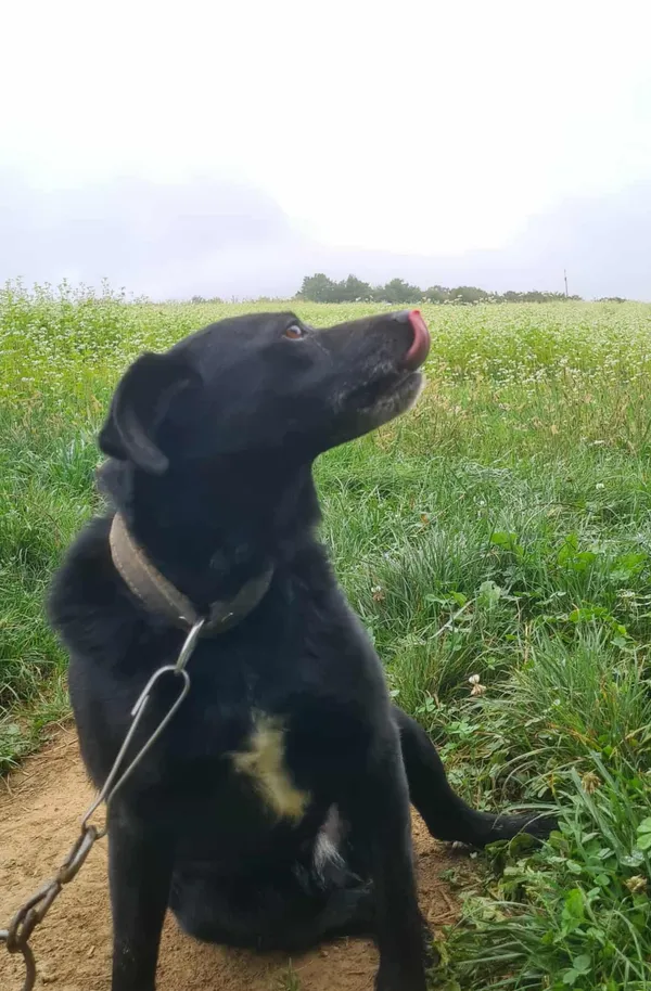 Zaginął pies, Lubla, 3 listopada 2025