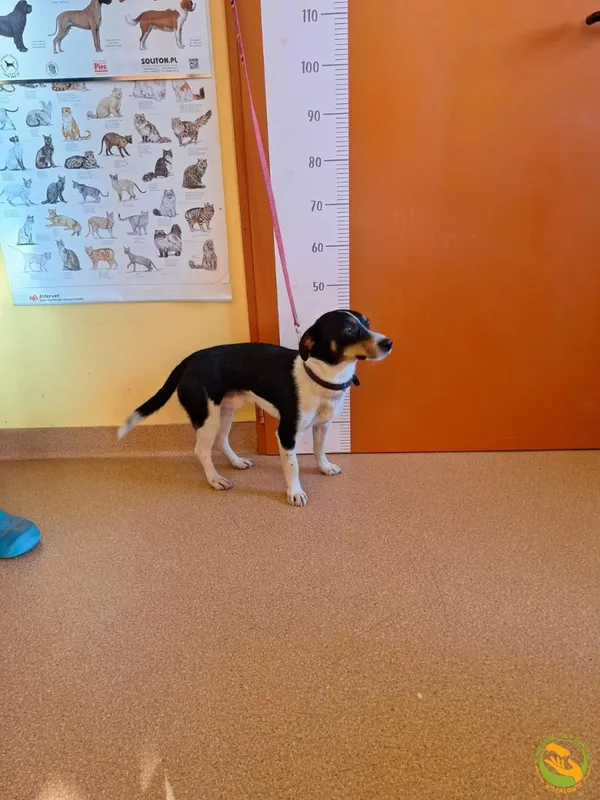 Znaleziono psa, Skałowo, 3 listopada 2025 (4/4)