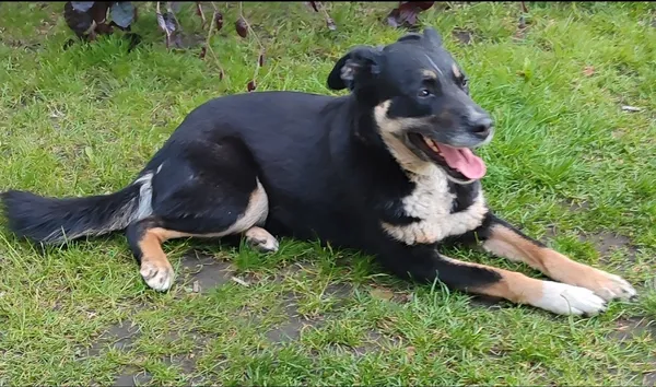 Zaginął pies, Tuszyn, 3 listopada 2025