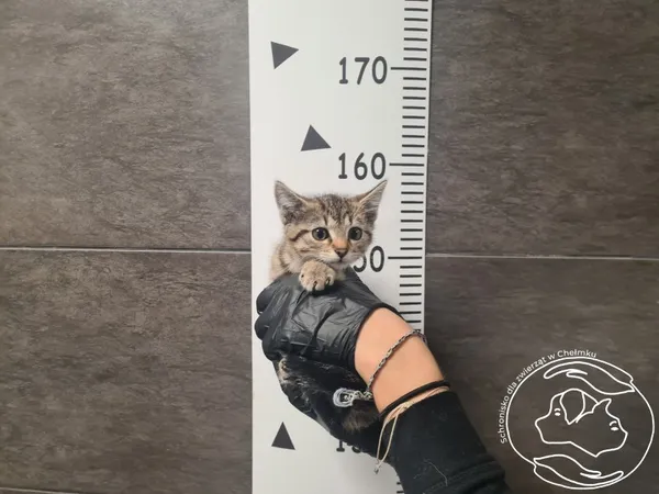 Znaleziono kota, Chełmek, 1 listopada 2025