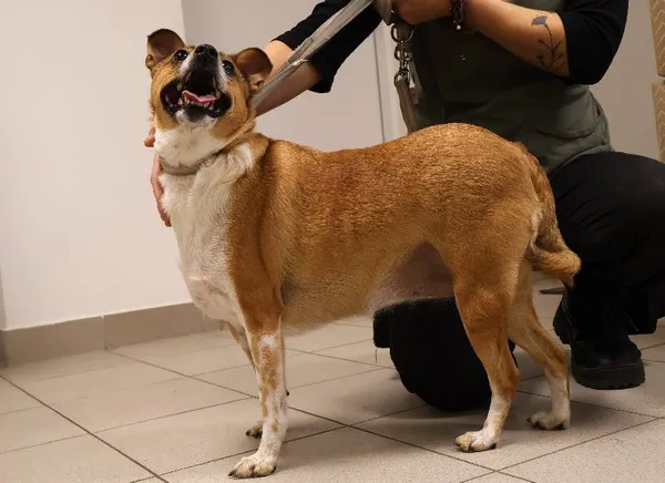 Znaleziono psa, Łódź, 3 listopada 2025 (3/4)