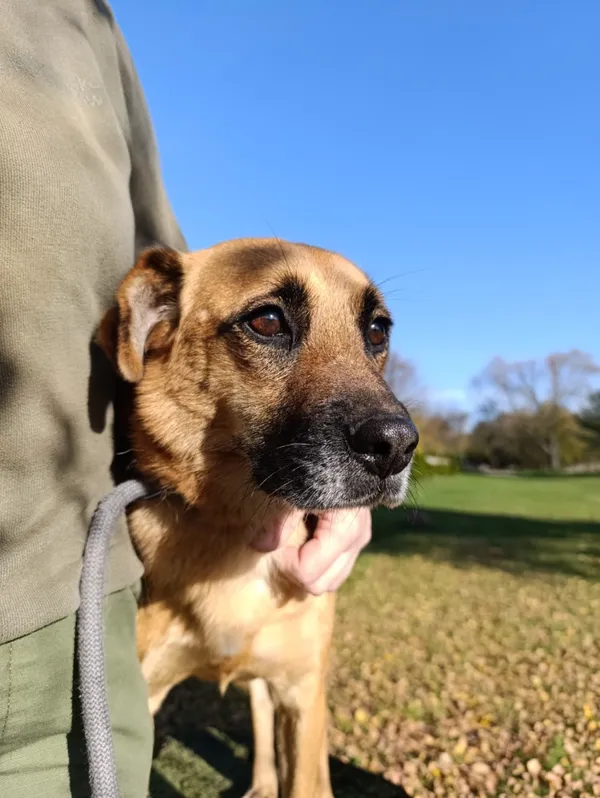 Pies do adopcji, Bełchatów, 17 sierpnia 2024 (2/5)