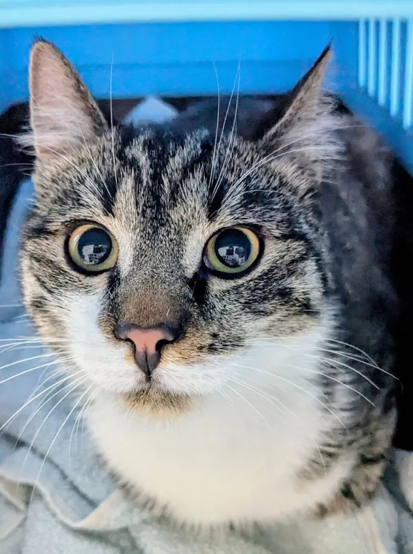 Znaleziono kota, Gdańsk, 3 listopada 2025