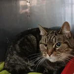 Znaleziono kota