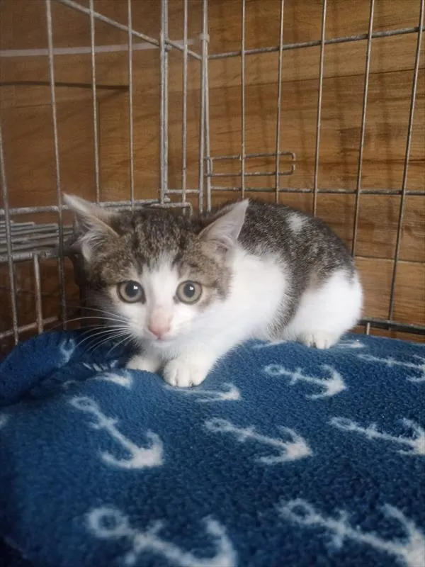 Kot do adopcji, Racibórz, 3 listopada 2025