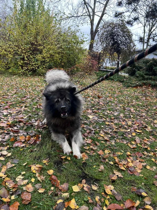 Pies do adopcji, Włocławek, 2 listopada 2025 (3/5)