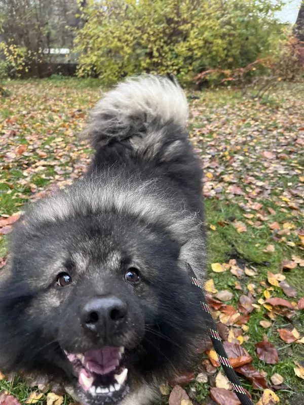 Pies do adopcji, Włocławek, 2 listopada 2025 (5/5)