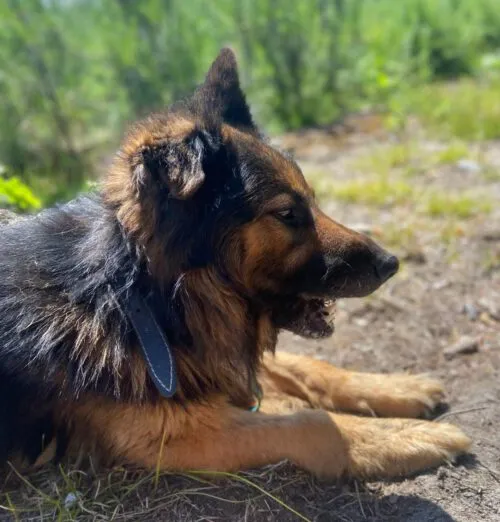 Pies do adopcji, Głowno, 18 października 2025 (2/5)