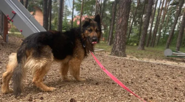 Pies do adopcji, Głowno, 18 października 2025 (4/5)